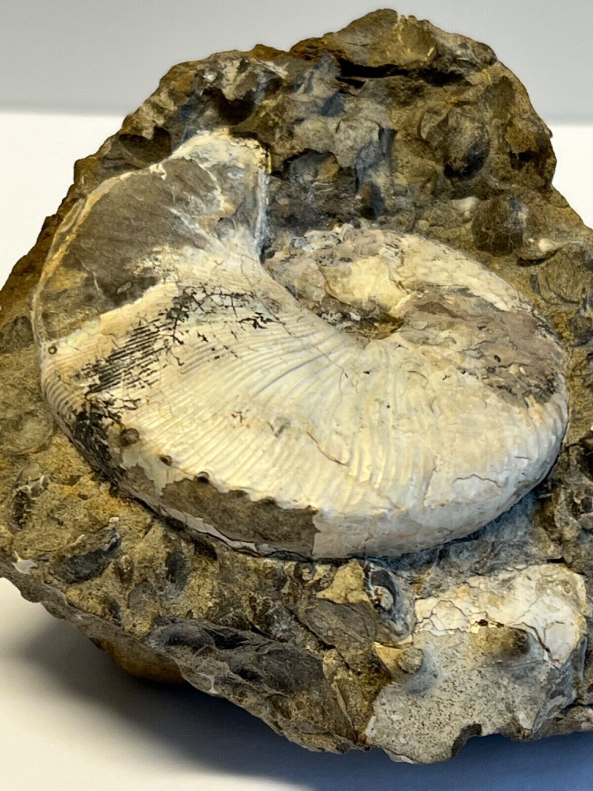Ancient Seashell Fossil