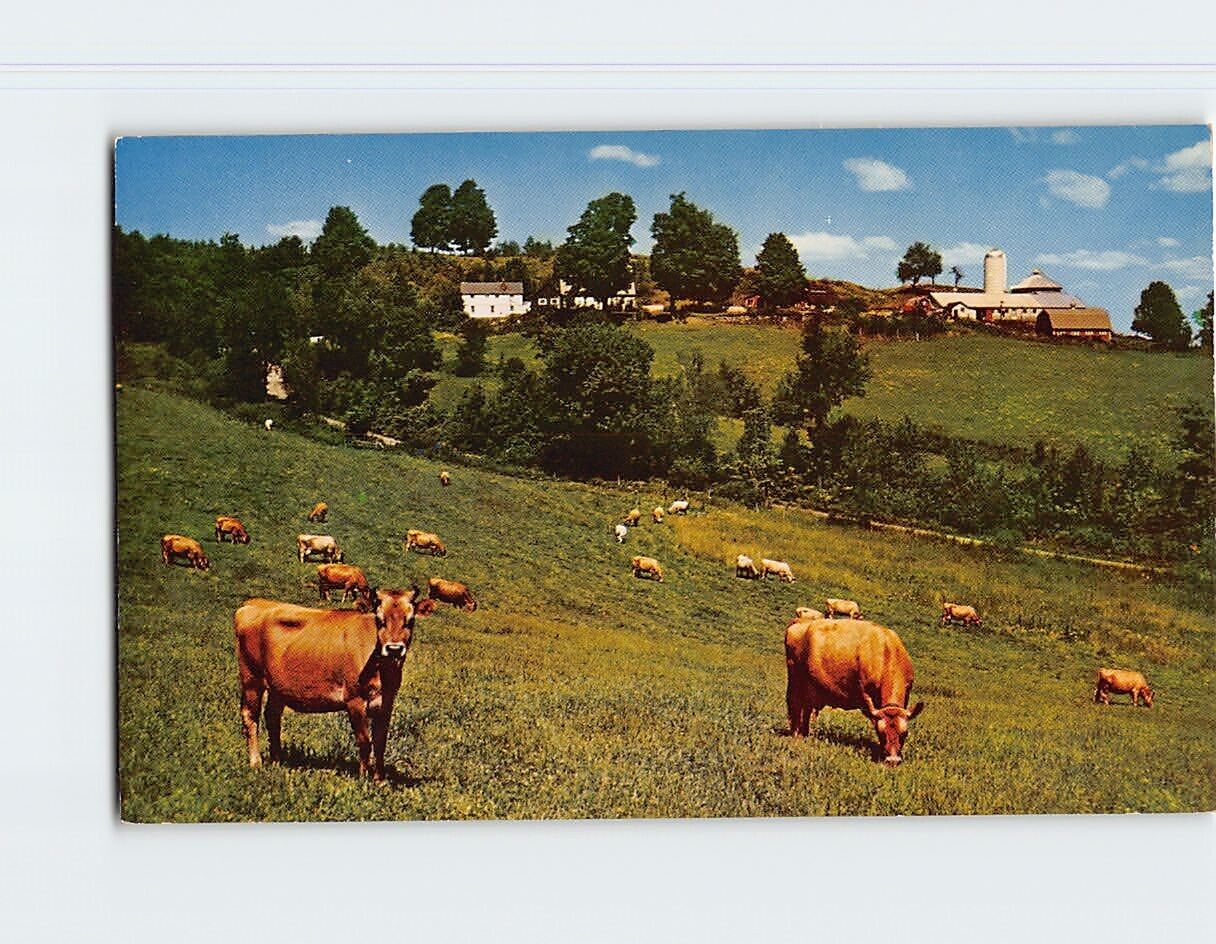 Postcard Cows Farm Town/City Trees Landscape Scenery