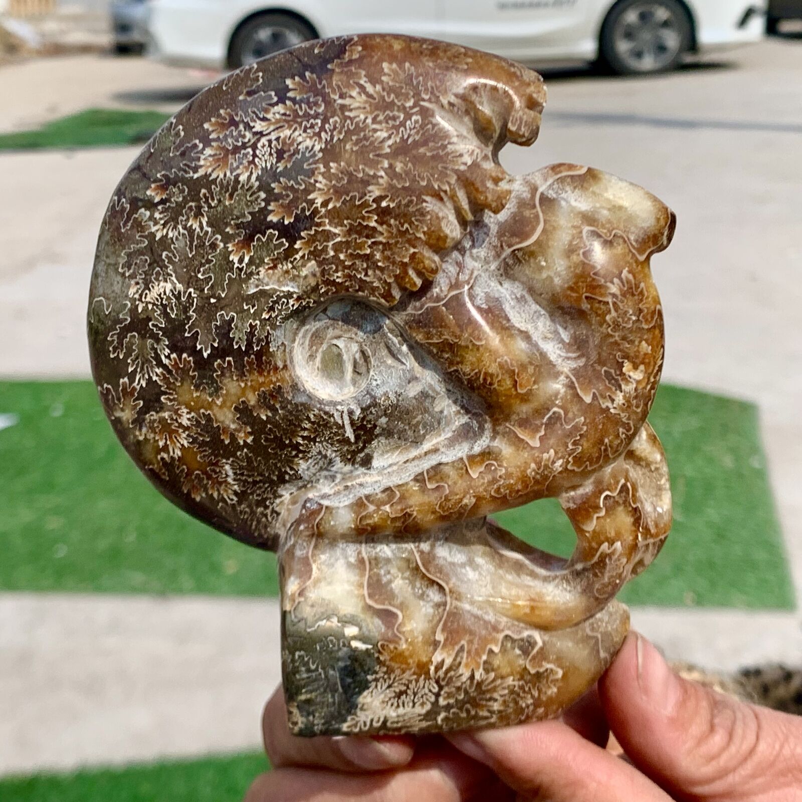 380G Rare Natural Tentacle Ammonite FossilSpecimen Shell Healing Madagascar