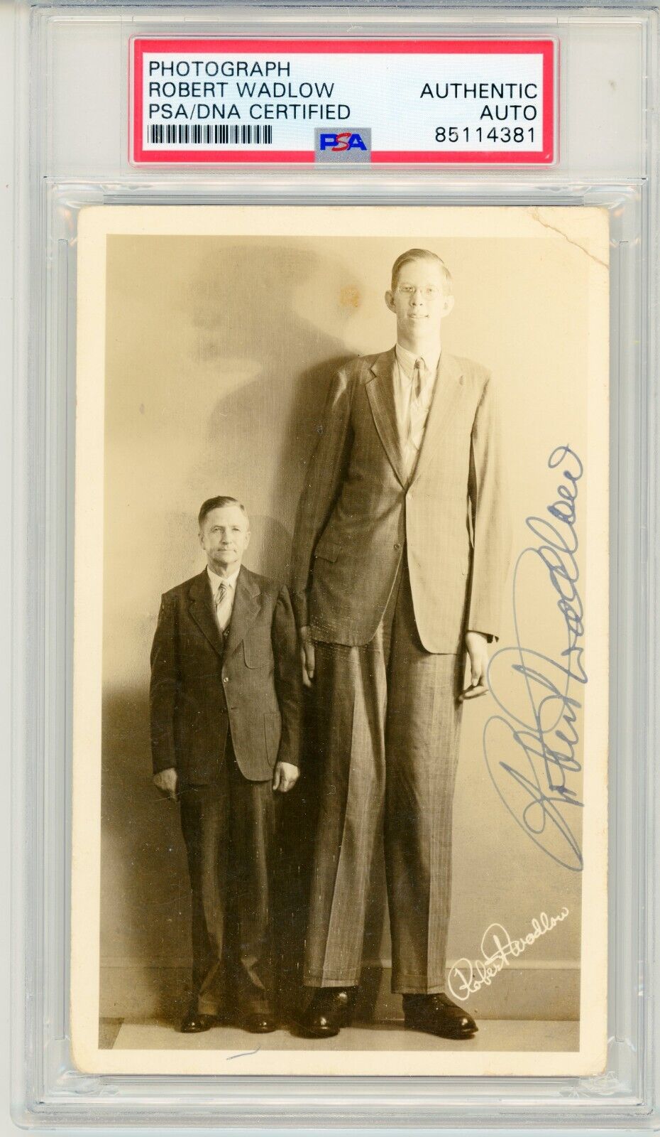 Robert Wadlow (Worlds Tallest Man) ~ Signed Autographed Postcard Photo ~ PSA DNA