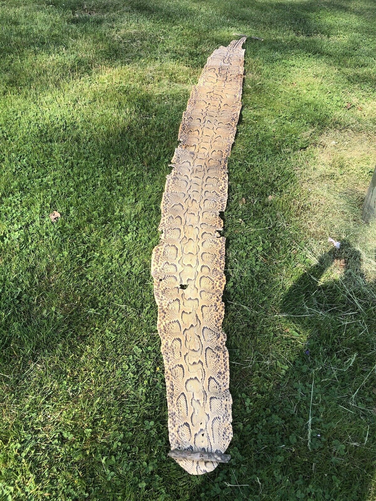 Rare Full Body Super Long 14 Foot Rock Python Snake Skin Shed Hide Vintage Real