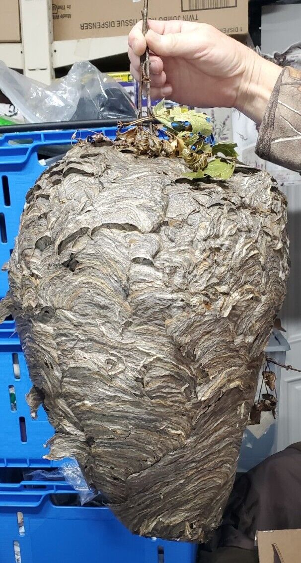 Huge Bald Face Hornets Nest 16-17” tall X 35”girth