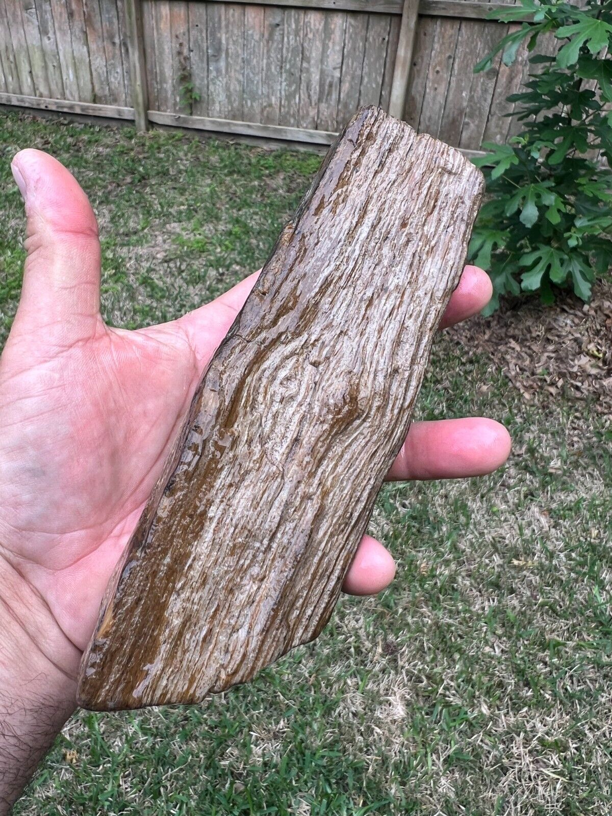Texas Live Oak Petrified Wood 7x3x2 Agatized Stone Tree Branch Ideal Cut Polish