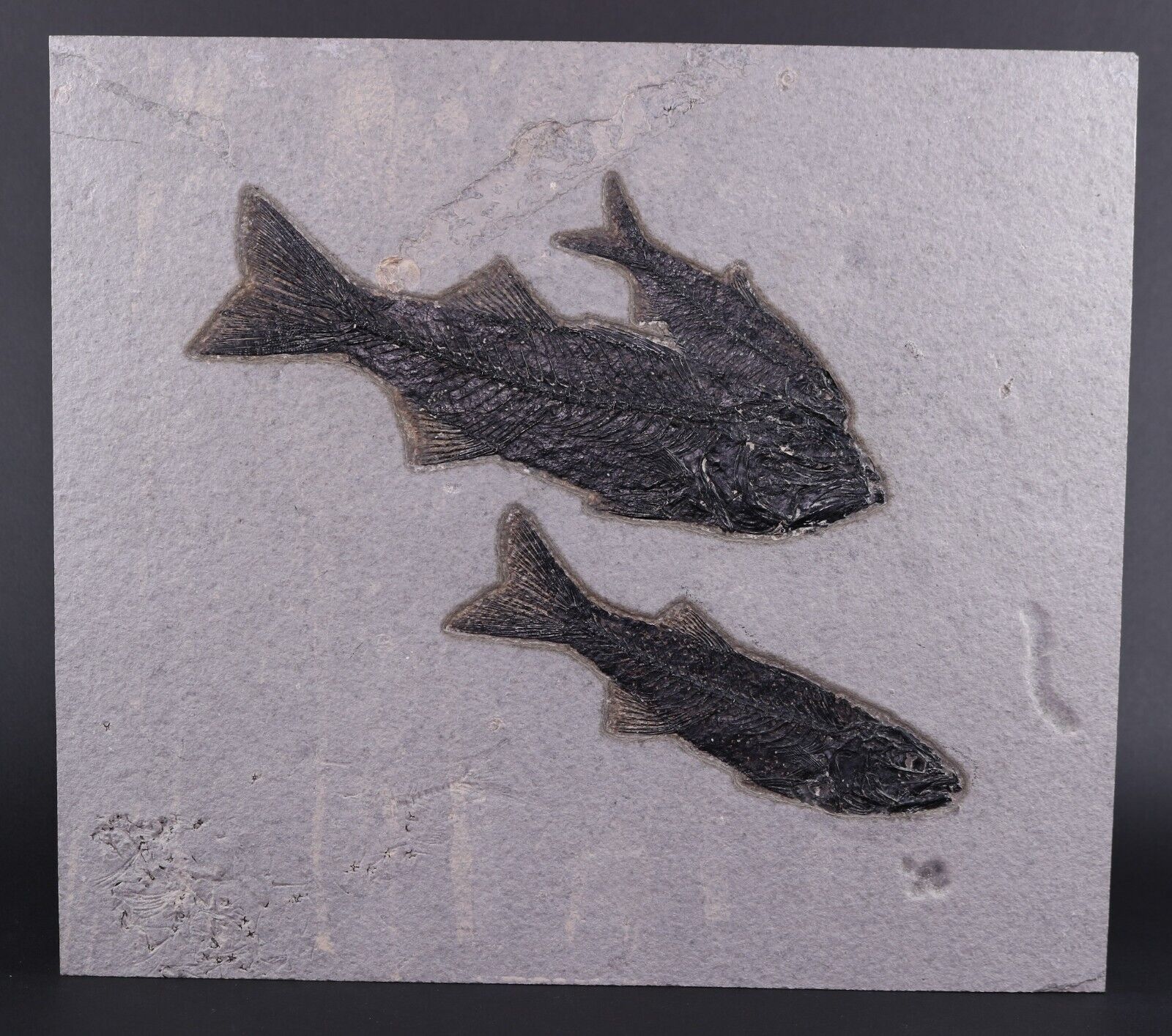 Superb 2 Mioplosus 1 Knightia from Capping Layer Fossil Lake Wyoming WY COA 6022