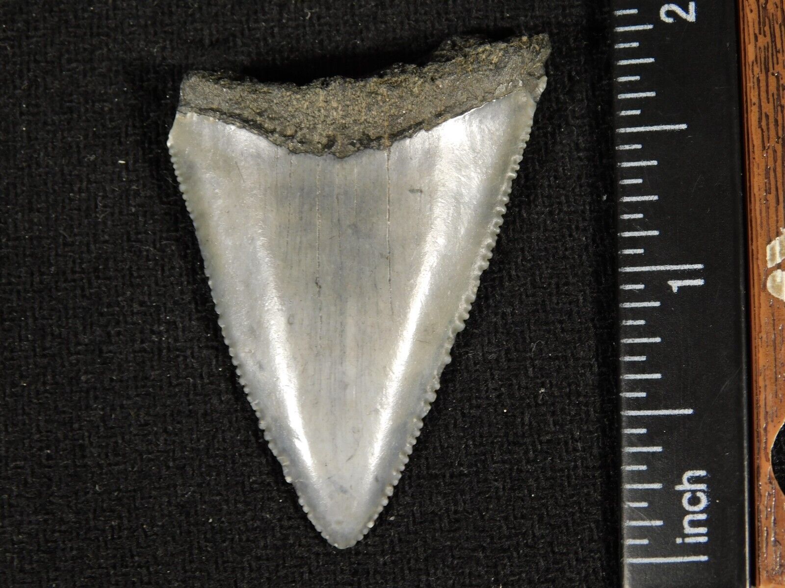 ANCESTRAL Great White SHARK Tooth Fossil SERRATED 100% Natural 10.9gr