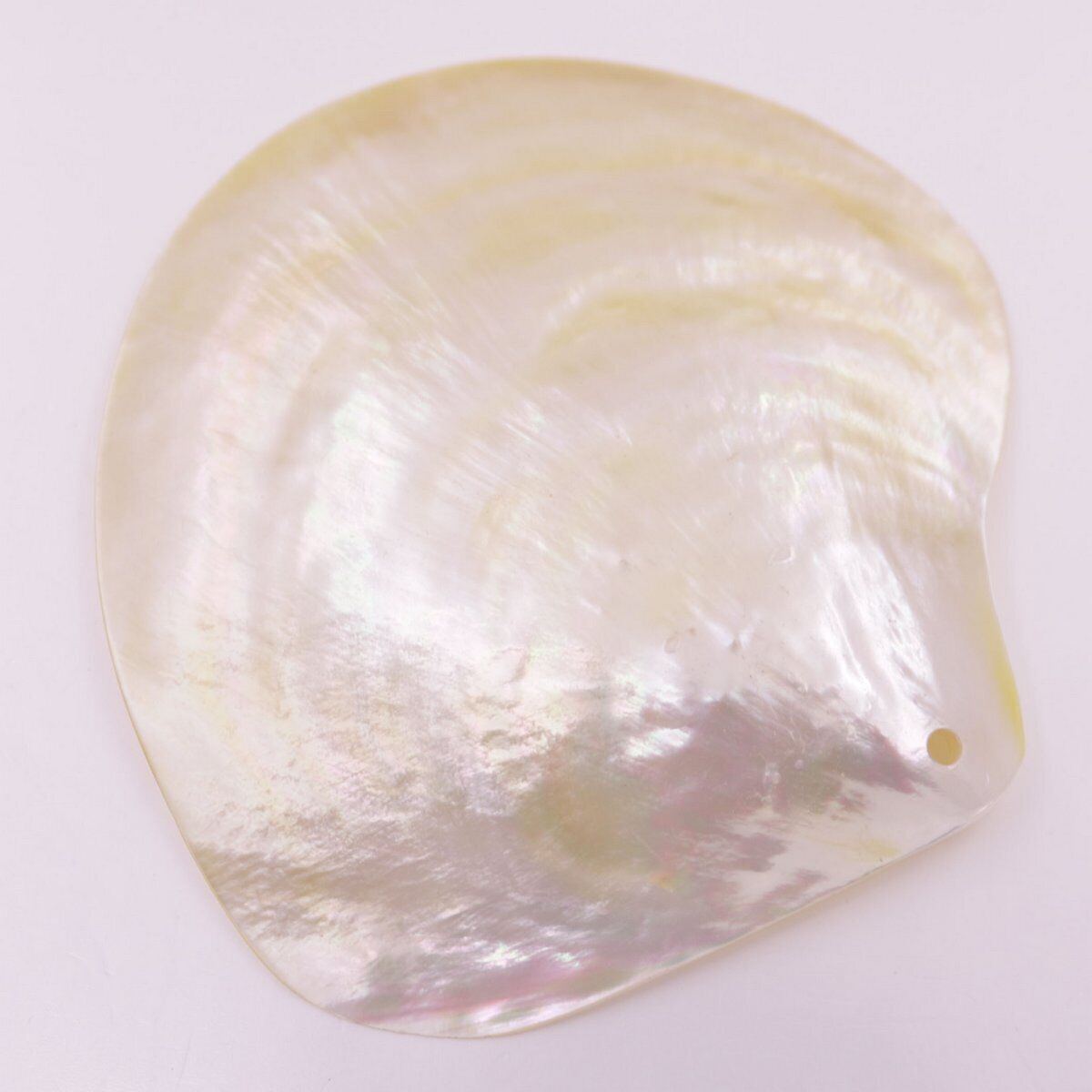 60-80mm Natural Light Golden Mother of Pearl Sea Shell Display Dish Home Decor