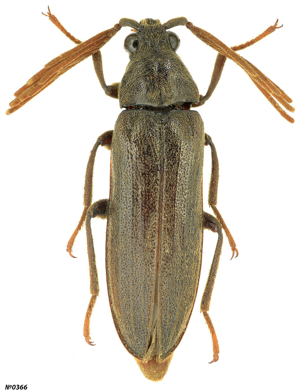 Coleoptera Callirhipidae sp. Peru 20mm