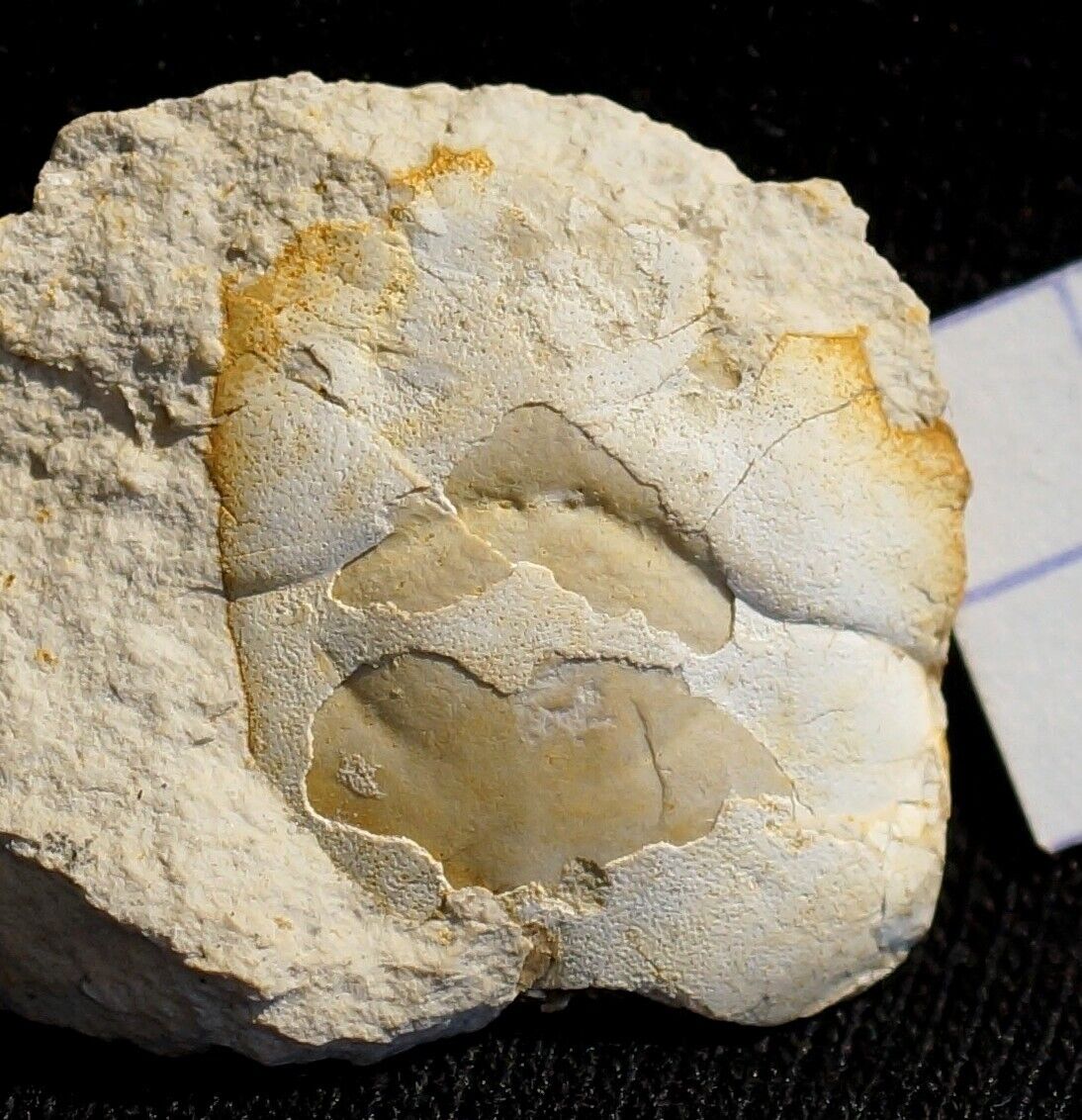 Exceptionally huge  One of oldest Jurassic Oxfordian prosopidae fossil crab 