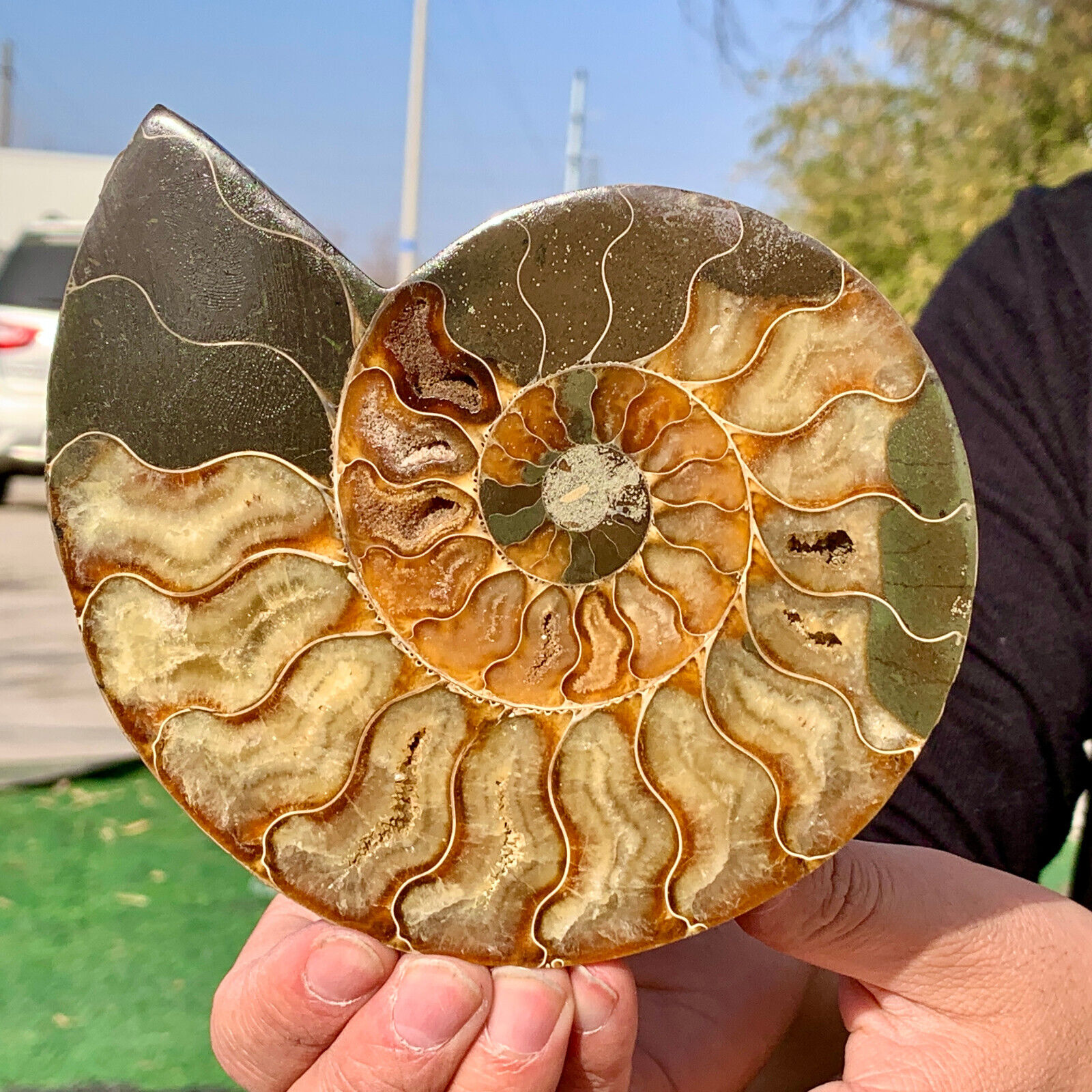 400G Rare Natural Tentacle Ammonite FossilSpecimen Shell Healing Madagascar