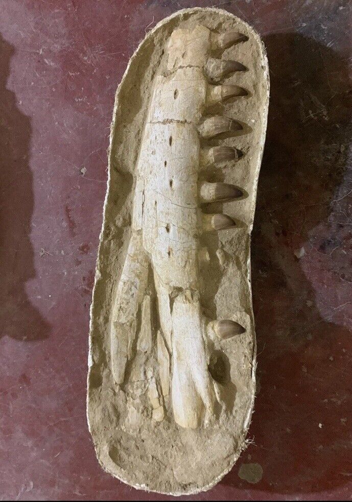 Huge authentic jaw in prehistoric times is very rare in good condition