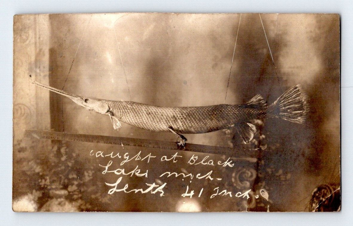 RPPC  1910. SWORD FISH CAUGHT AT BLACK LAKE, MICH. 41 INCHES. POSTCARD L28