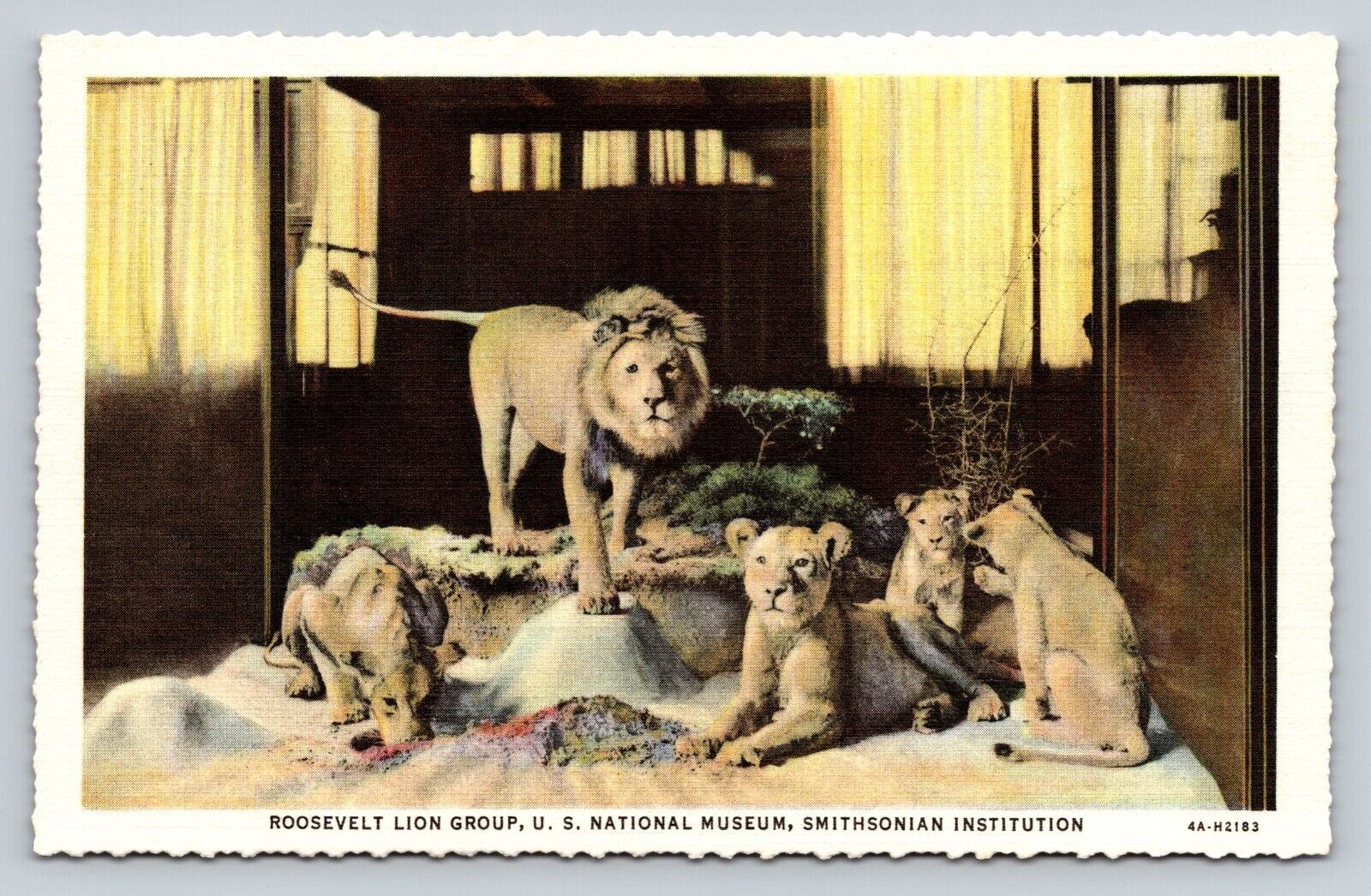 1930s Postcard East African Atlas Lions Smithsonian African Expedition 1909-1910
