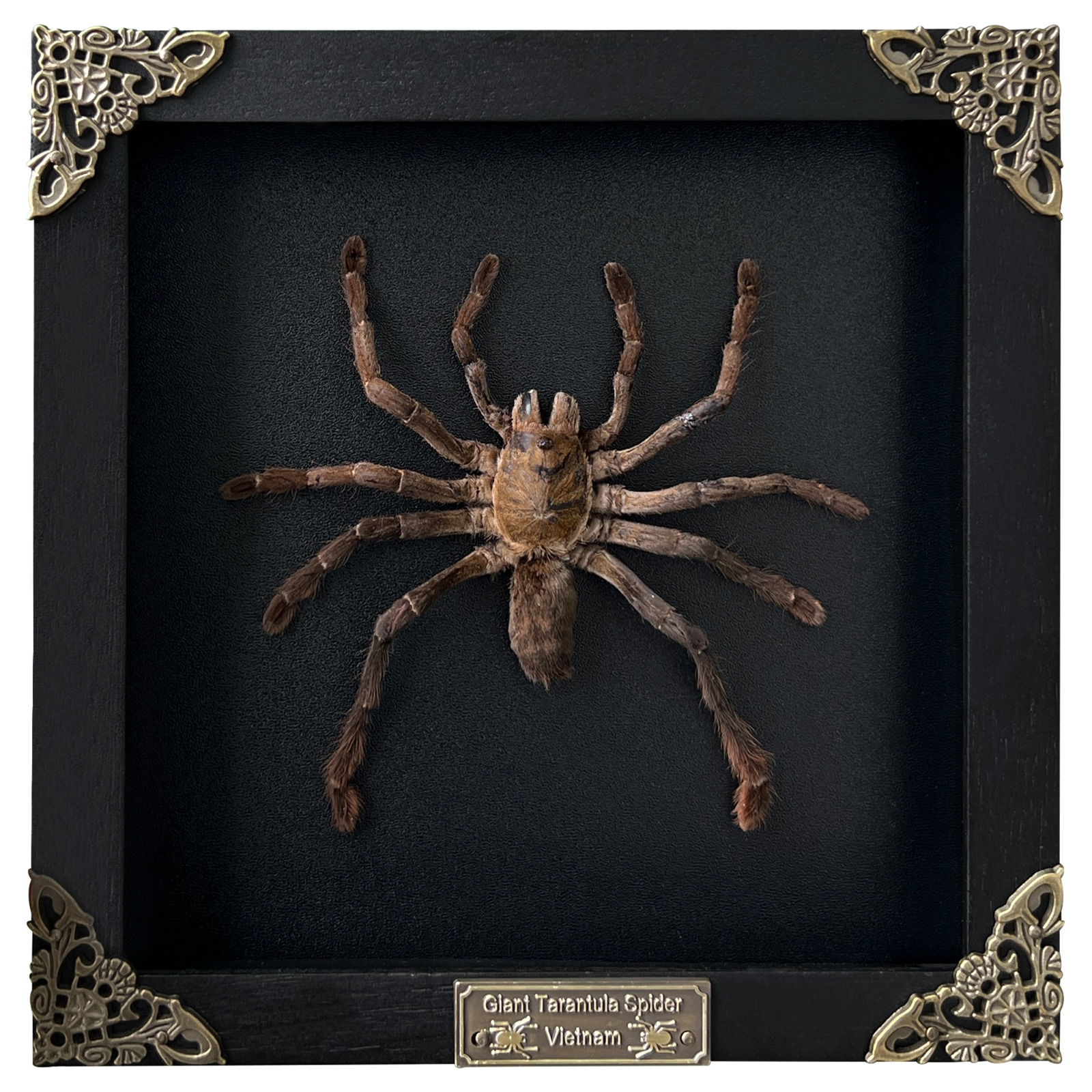 Real Framed Spider Tarantula Insect Bug Taxidermy Black Shadow Box Gothic Decor