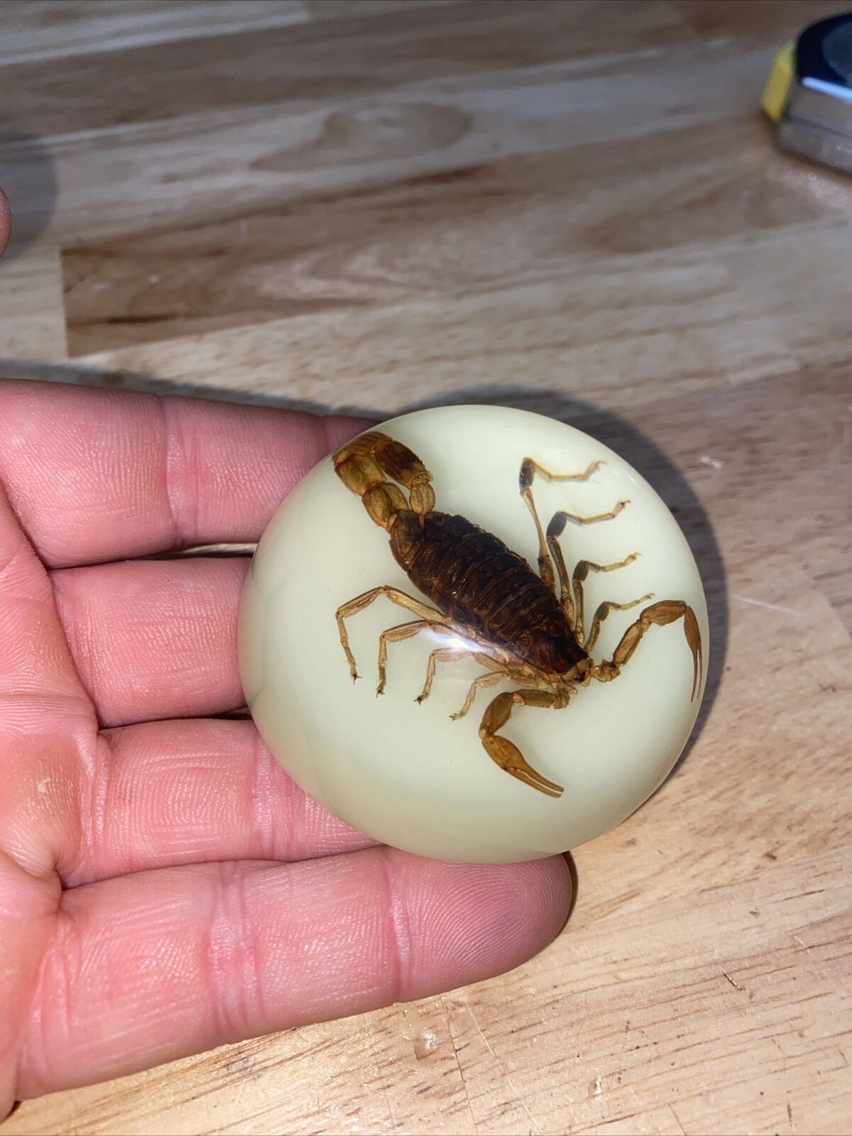 Scorpion Paperweight Bug Collector Science Guy Clear Glass GLOW IN THE DARK🦂