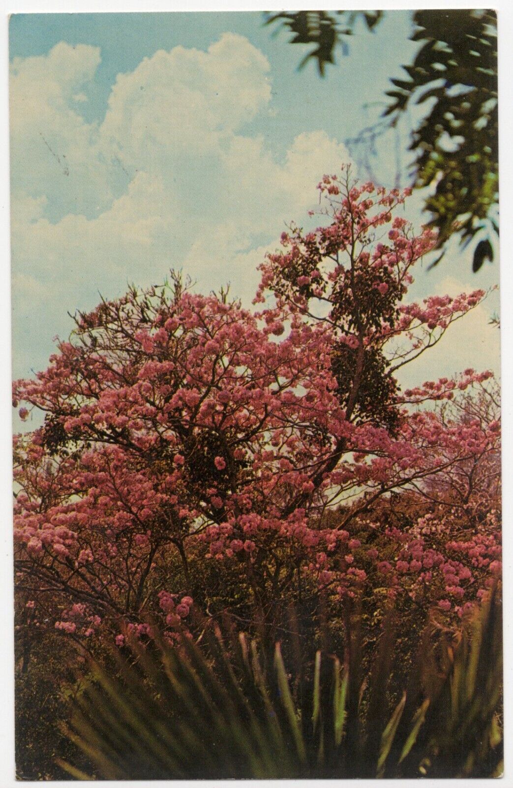Vintage El Salvador\'s National Tree Chrome Unposted Postcard