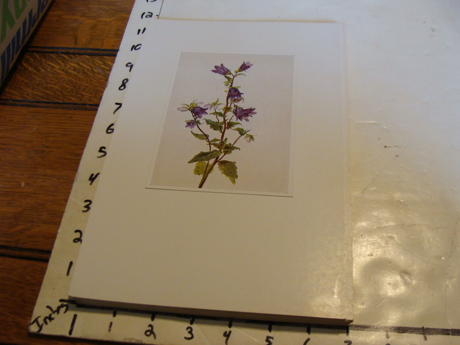 Vintage Flower Post Card mounted on board: Campanula trachelium Glockenbluma