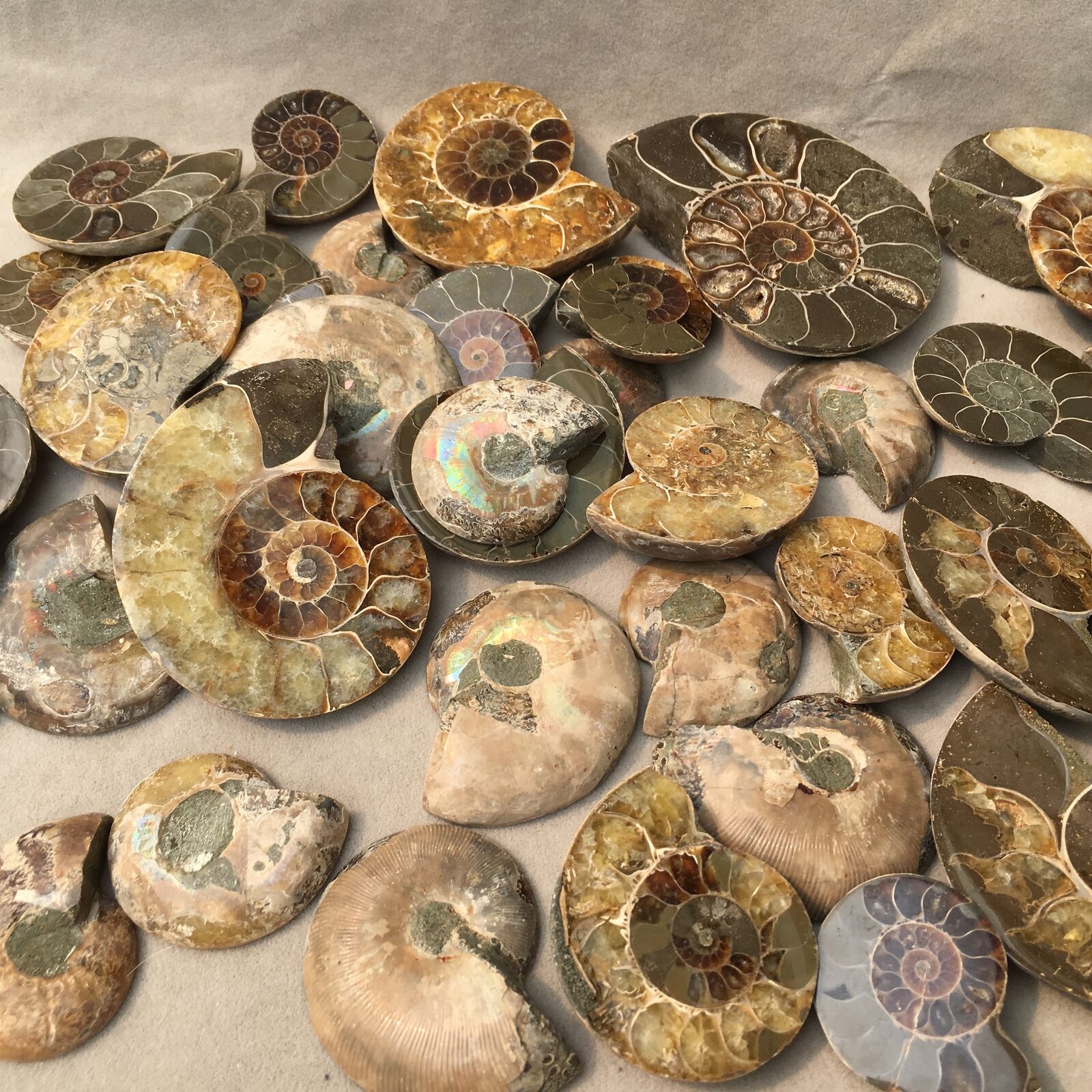 2.2LB Natural rare beautiful ammonite fossil conch specimen healing 