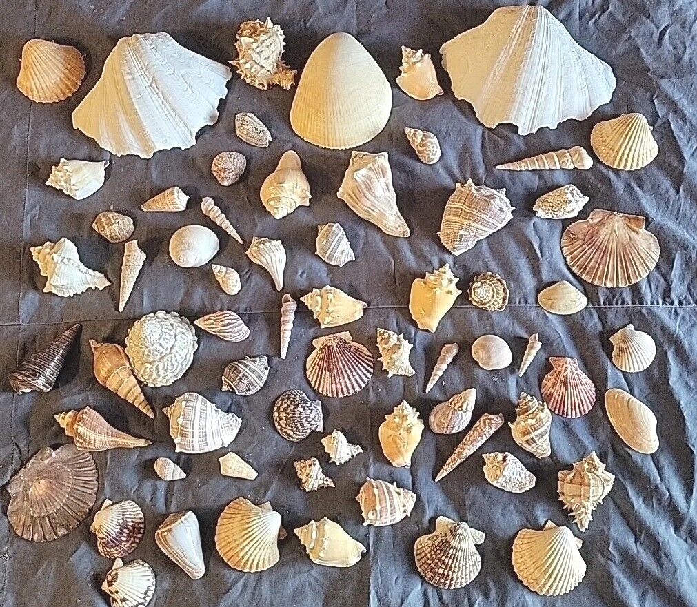 Seashells Lot Large Colorful Shells Specimens Aquarium Nautical Craft Decor