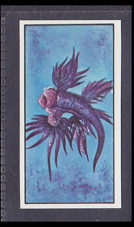 SEA SLUG - 40 + year old English Trade Card # 48