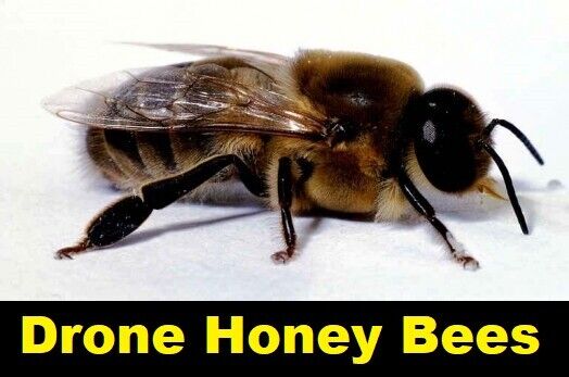 🌟🌟🌟 BIG  10  REAL Drone Honey Bees  { DRIED }  SPECIMEN INSECT TAXIDERMY * 