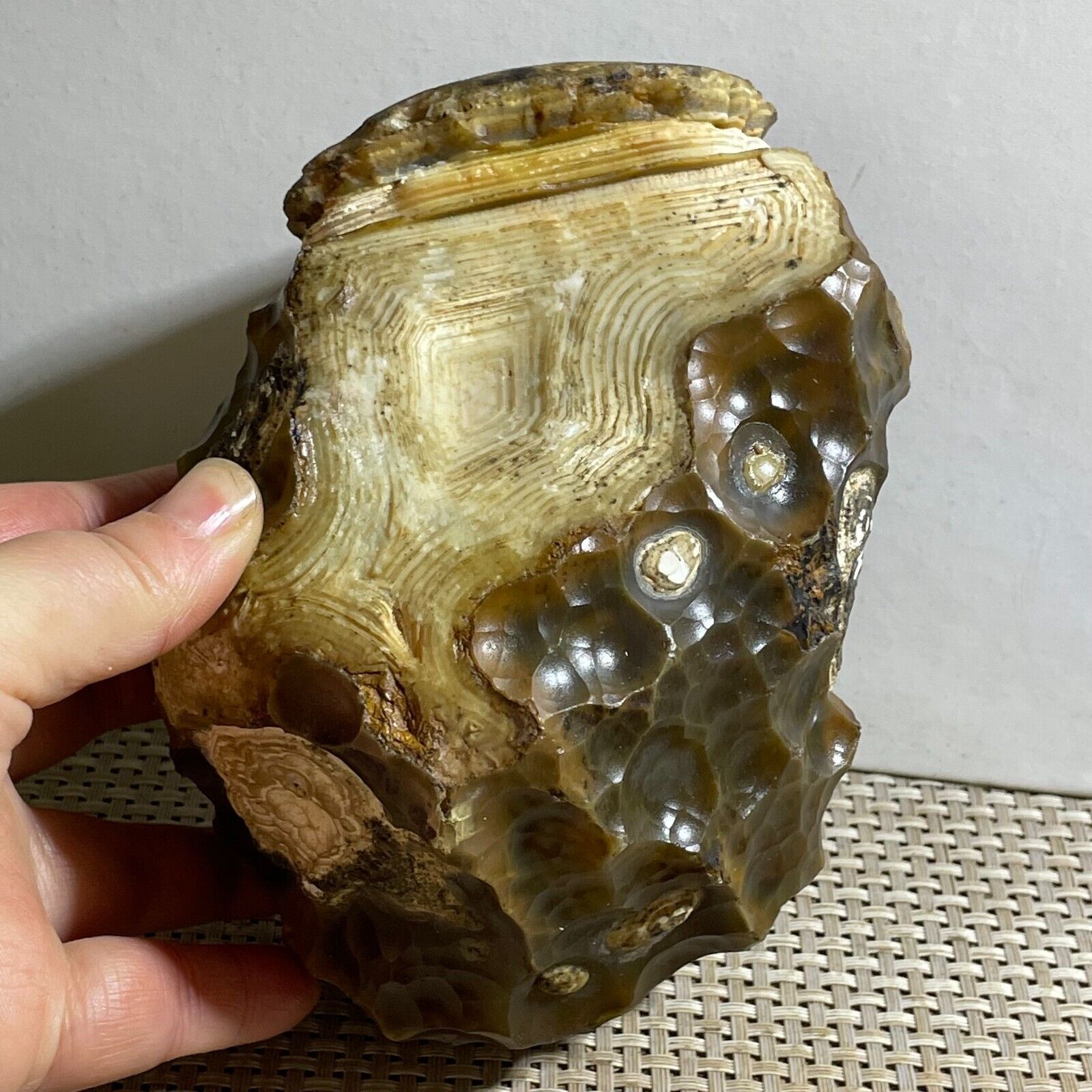 Bonsai Suiseki-Natural Gobi Agate Eyes Stone-Rare Stunning Viewing 1468g h2511