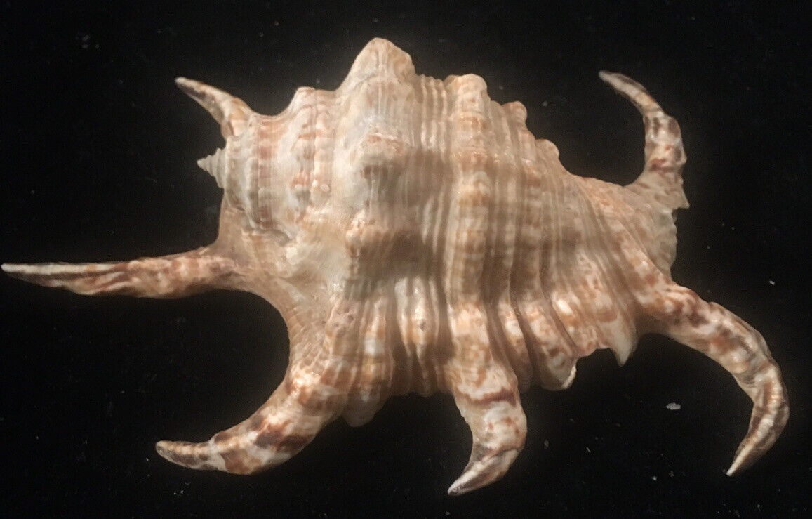 SEASHELL Sea Shell Murex Taurus STROMBUS Like Hermit crab collectible