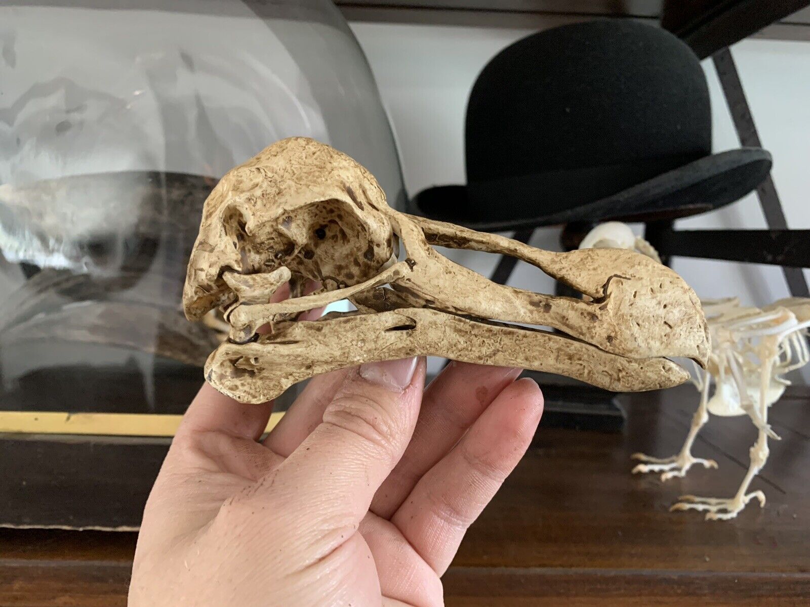 Replica Skull Of Dodo Skull Raphus Cucullatus Museum Quality Oddities