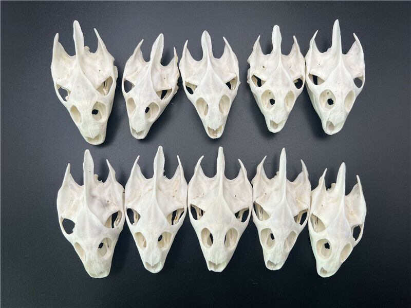 10 pcs Real Animal Skulls/ Real Animal Exfoliate Specimen/ Real Bone Decoration