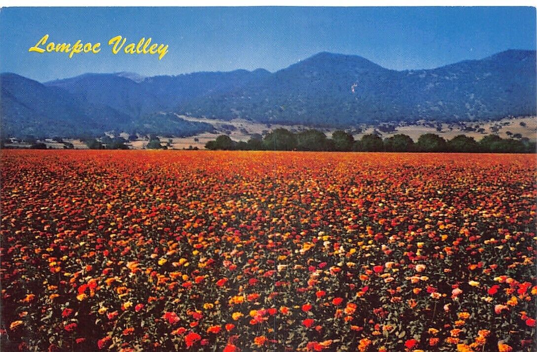 Santa Barbara County CA Lompoc Valley Sweet Peas Vtg Postcard CP320