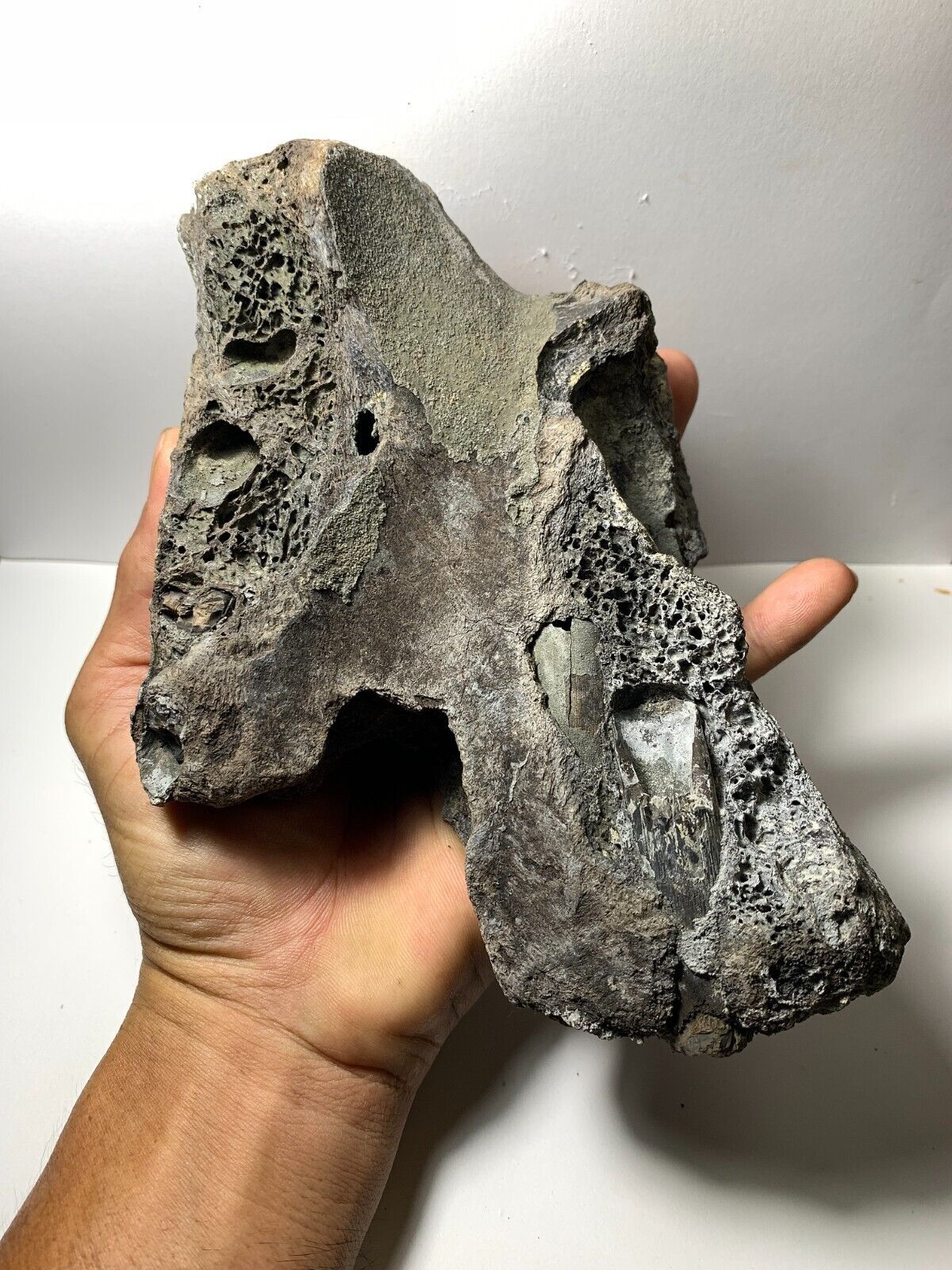 Pliocene Hexaprotodon sp Fossil Jaw Amazing Very Rare Genuine
