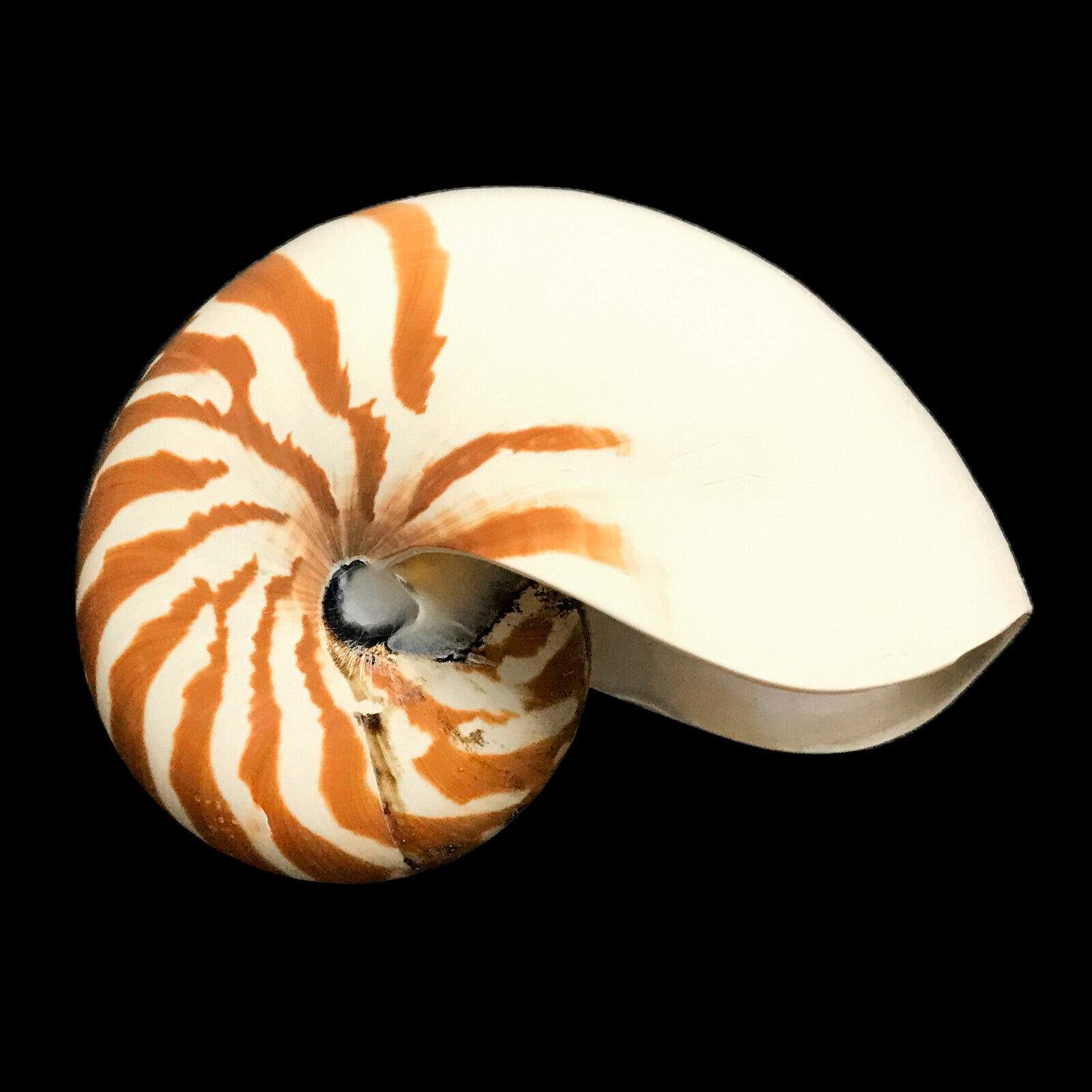 Chambered Nautilus Sea Shell Rare Natural Display Specimen