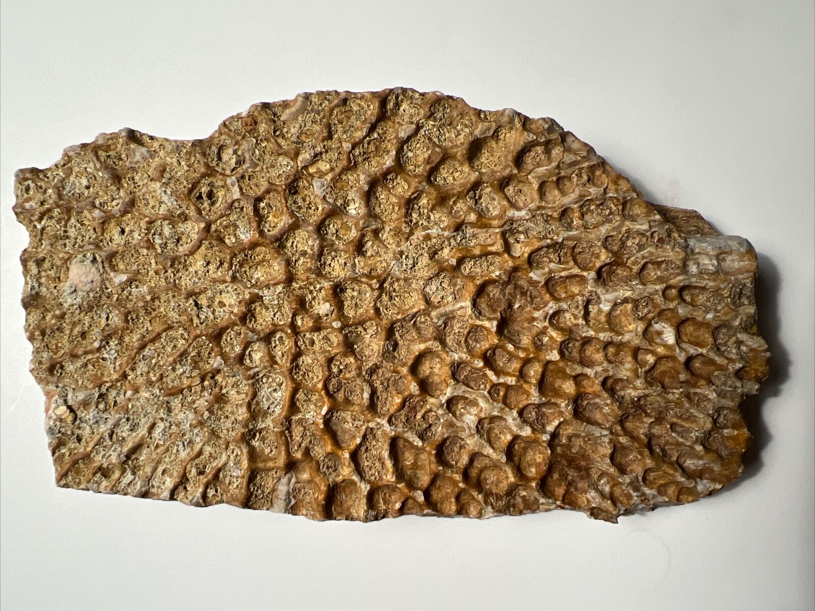 RARE Massive 6.25 inch Deinosuchus SUPER CROCODILE Osteoderm scute Fossil