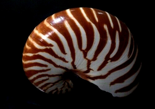 Chamber Nautilus pompilius 114 mm F++ GREAT ZEBRA  lip is intact all natural 