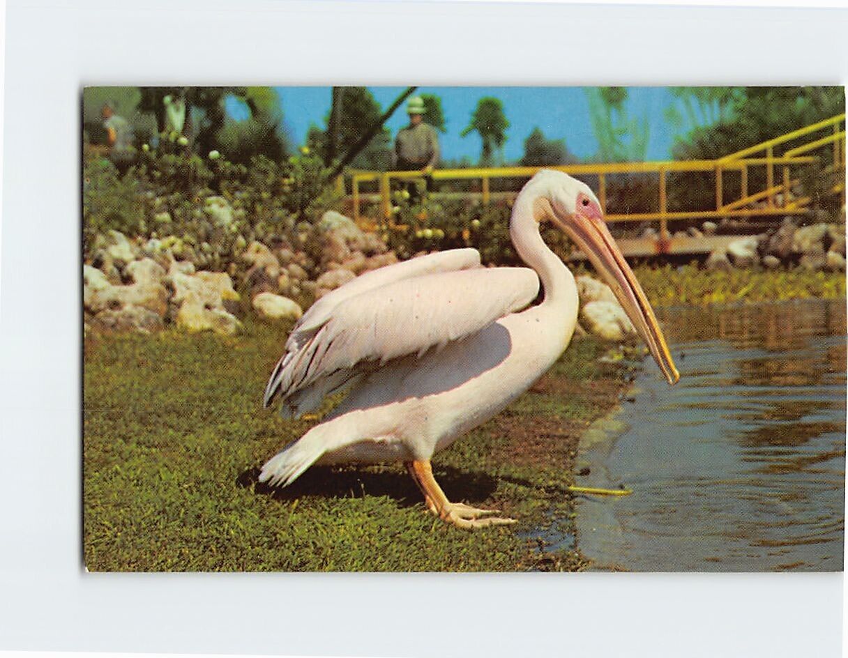 Postcard Pelican Pete Huge White Pelican Bird Busch Gardens Tampa Florida USA