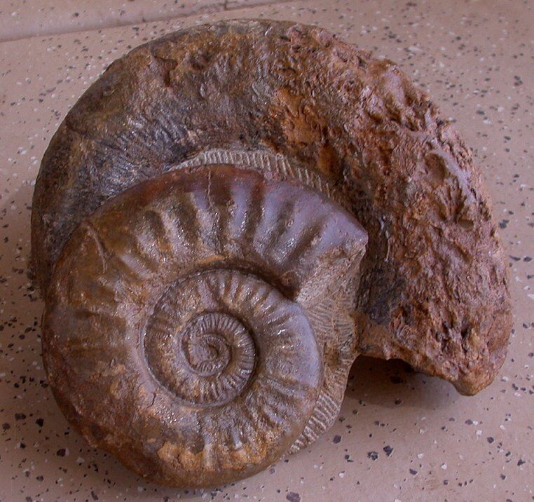 HUGE 12+ POUND MUSEUM SIZE QUALITY AMMONITE FOSSIL MOROCCO 8 1/2 INCHES WIDE