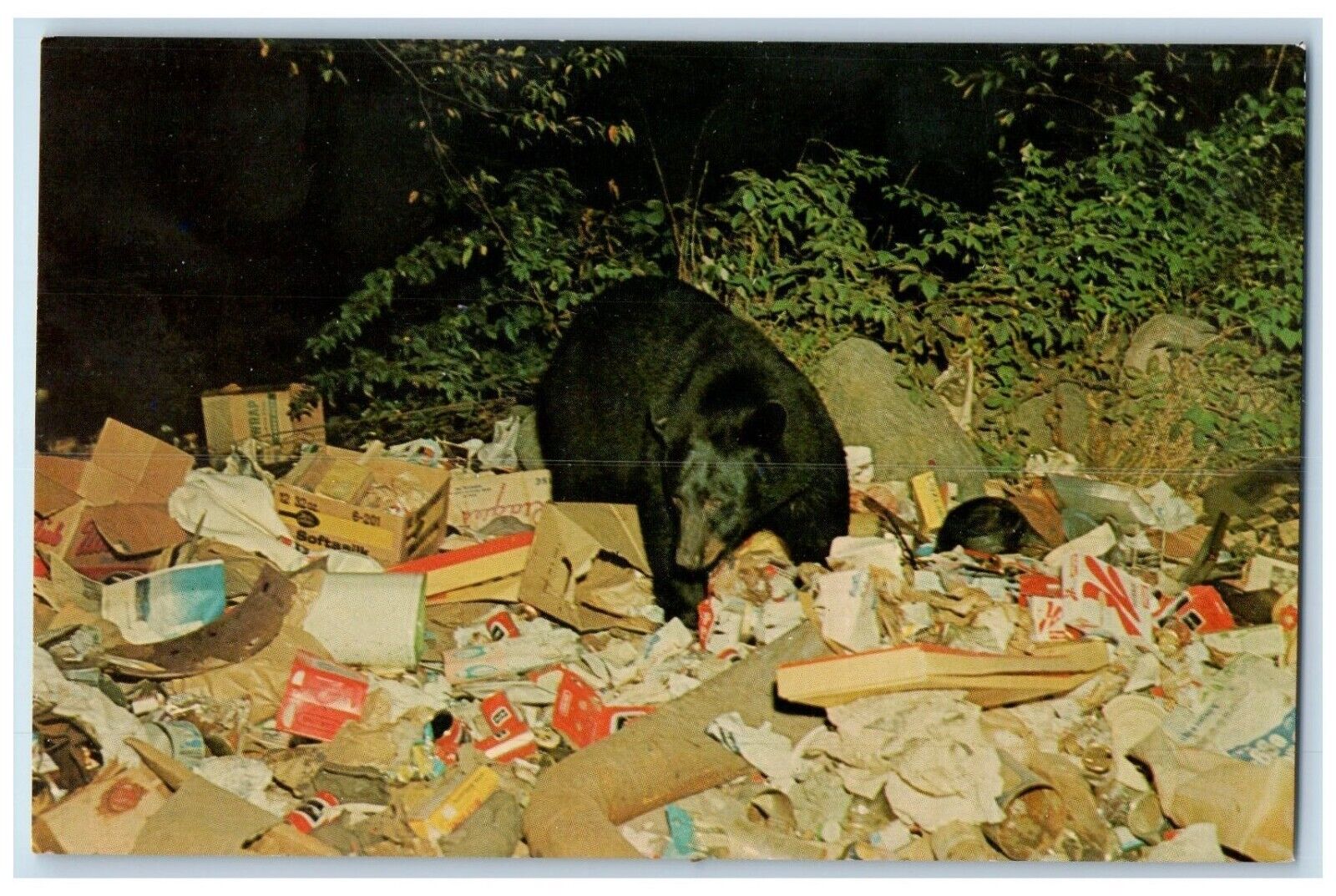 c1950\'s Black Bear Scene Garbage Central Adirondacks New York NY Postcard