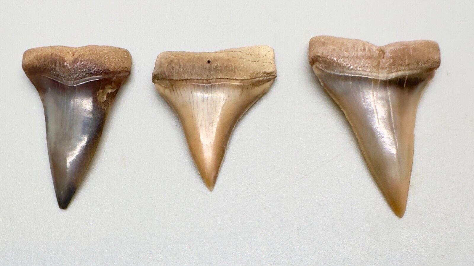 Group of 3 Beautiful Fossil EXTINCT MAKO Shark Teeth - I. hastalis - Peru