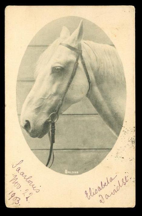Vintage RPPC Postcard 1903 UDB Arabian Horse Photo Saarlouis Germany