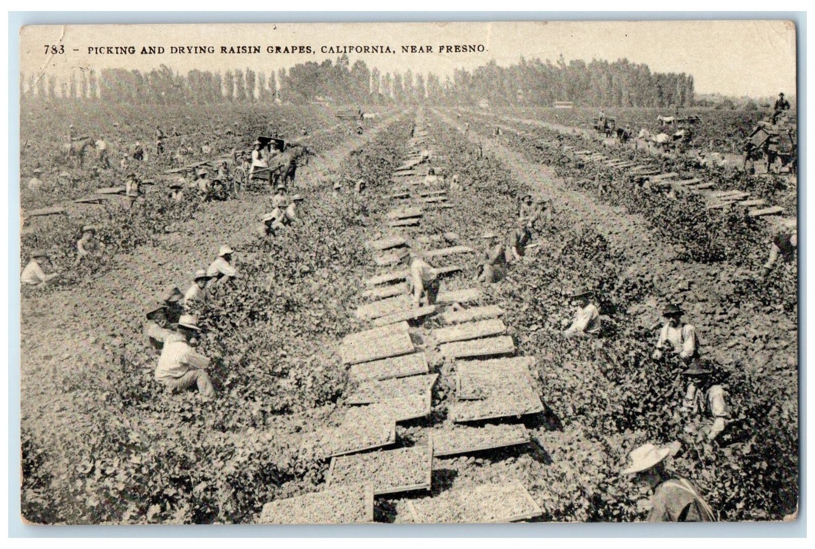 1907 Picking & Drying Raisin Grapes Workers Presno California CA Posted Postcard