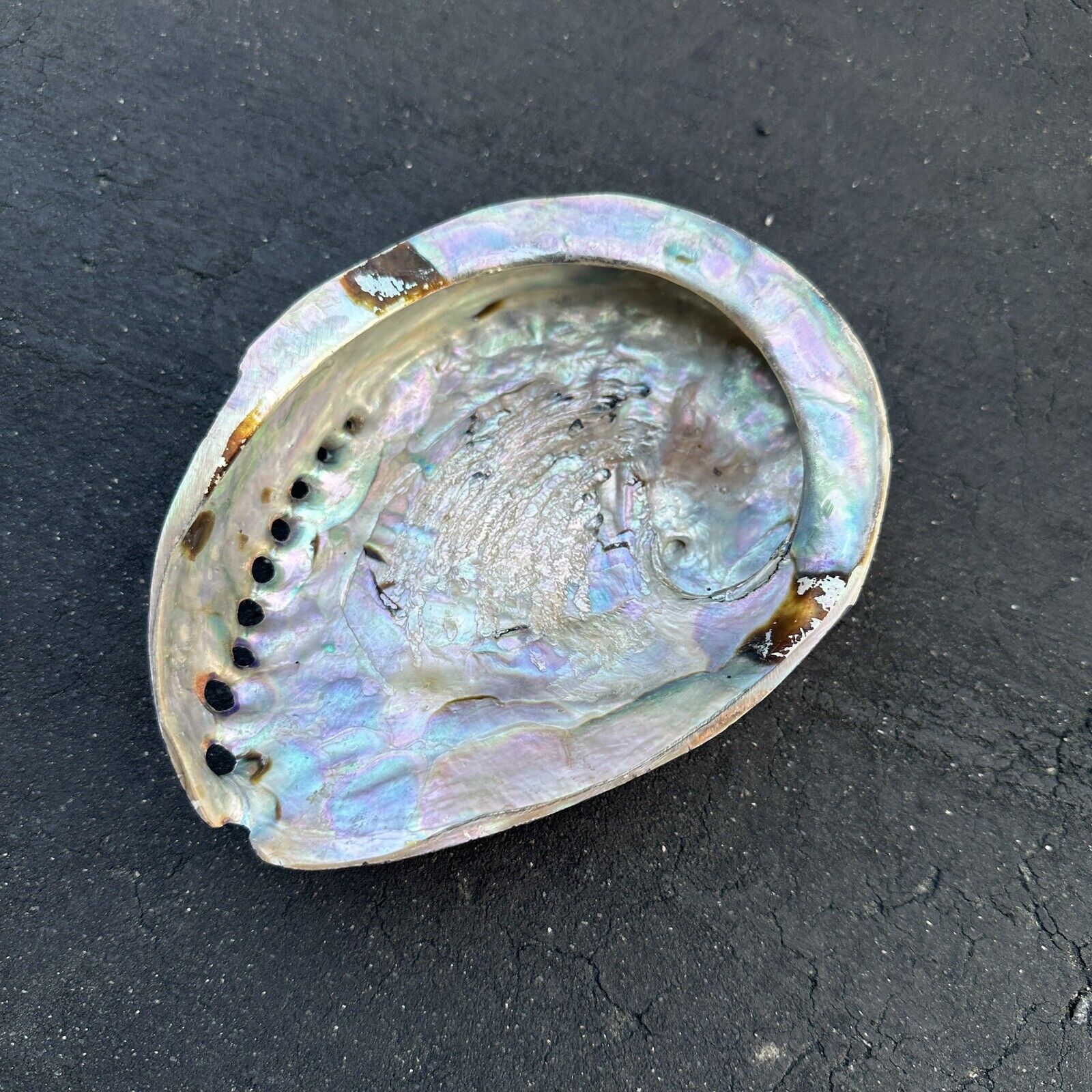 ABALONE Sea Shell Trinket Dish Display Decor Purple - 6\