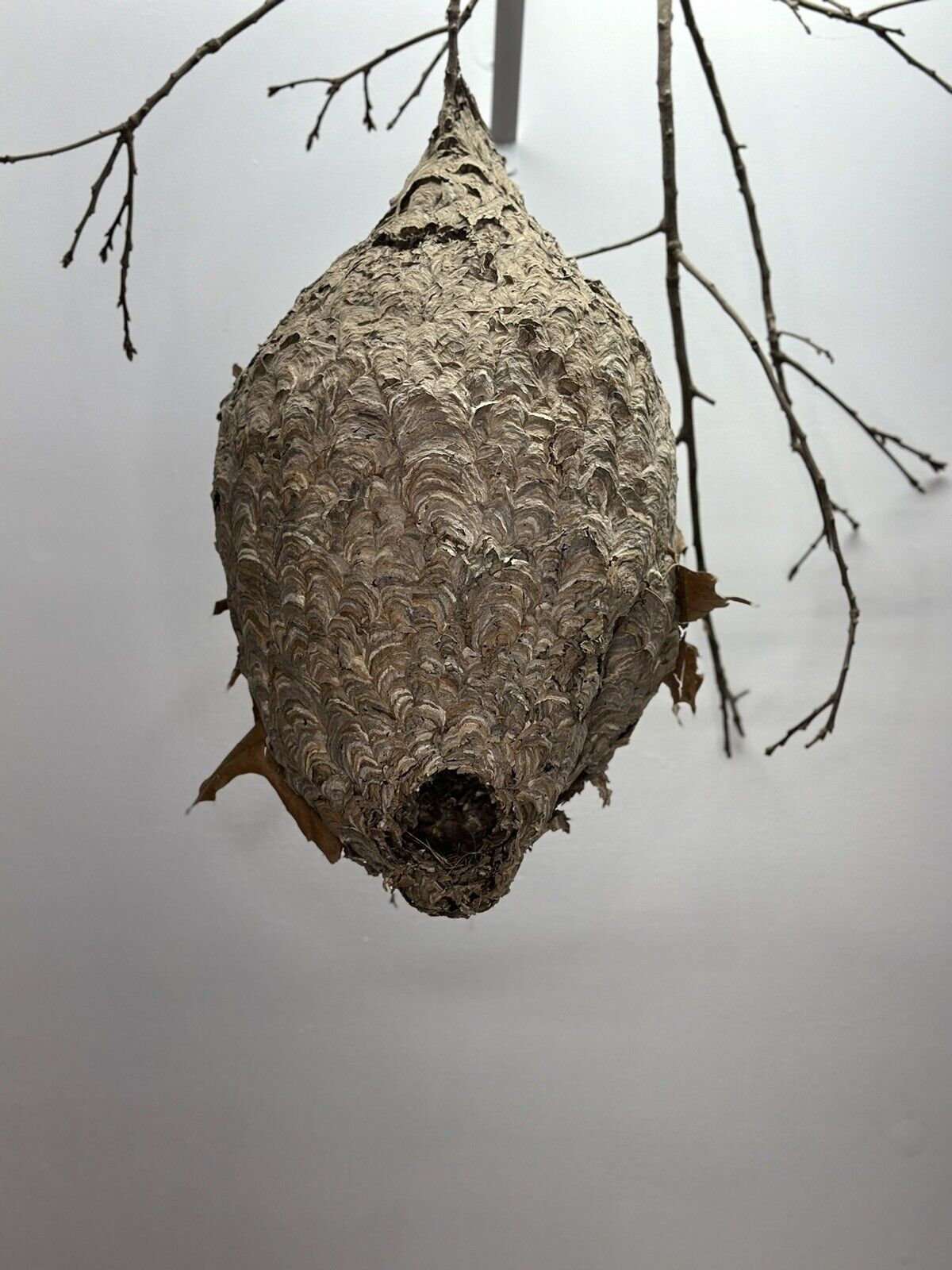 Bald Face Hornets Paper Wasp Hive Nest 24