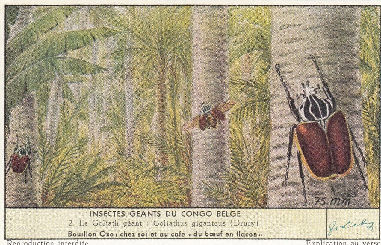 Liebig Full Set V/G:  S1644 Large Insects of the Belgian Congo (French)