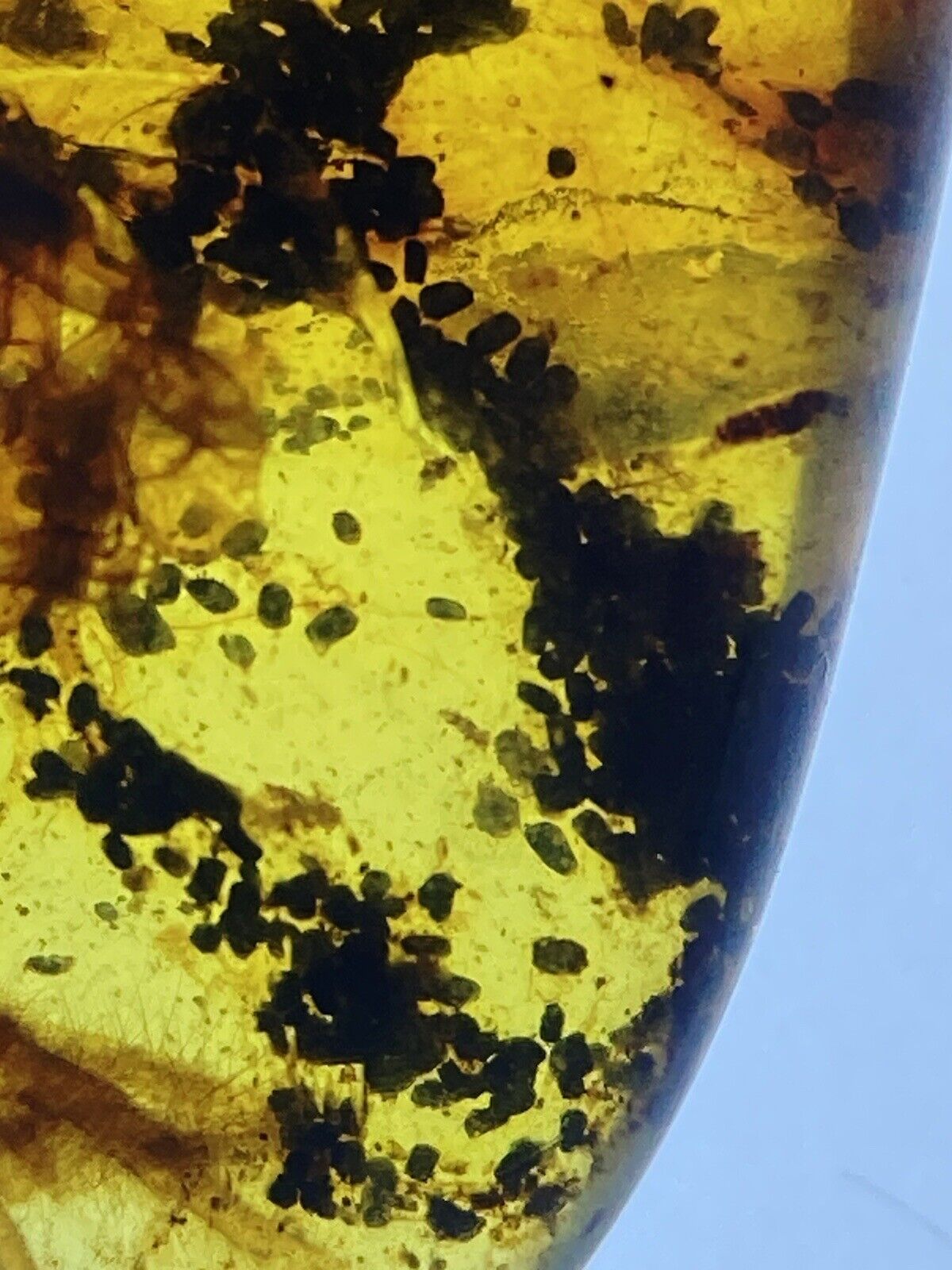 HUGE Spider + Web + Coprolite Fossil Inclusion, In Genuine Burmite Amber, 98MYO