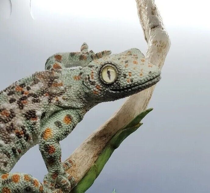 Gecko Climbing On Branch 10\