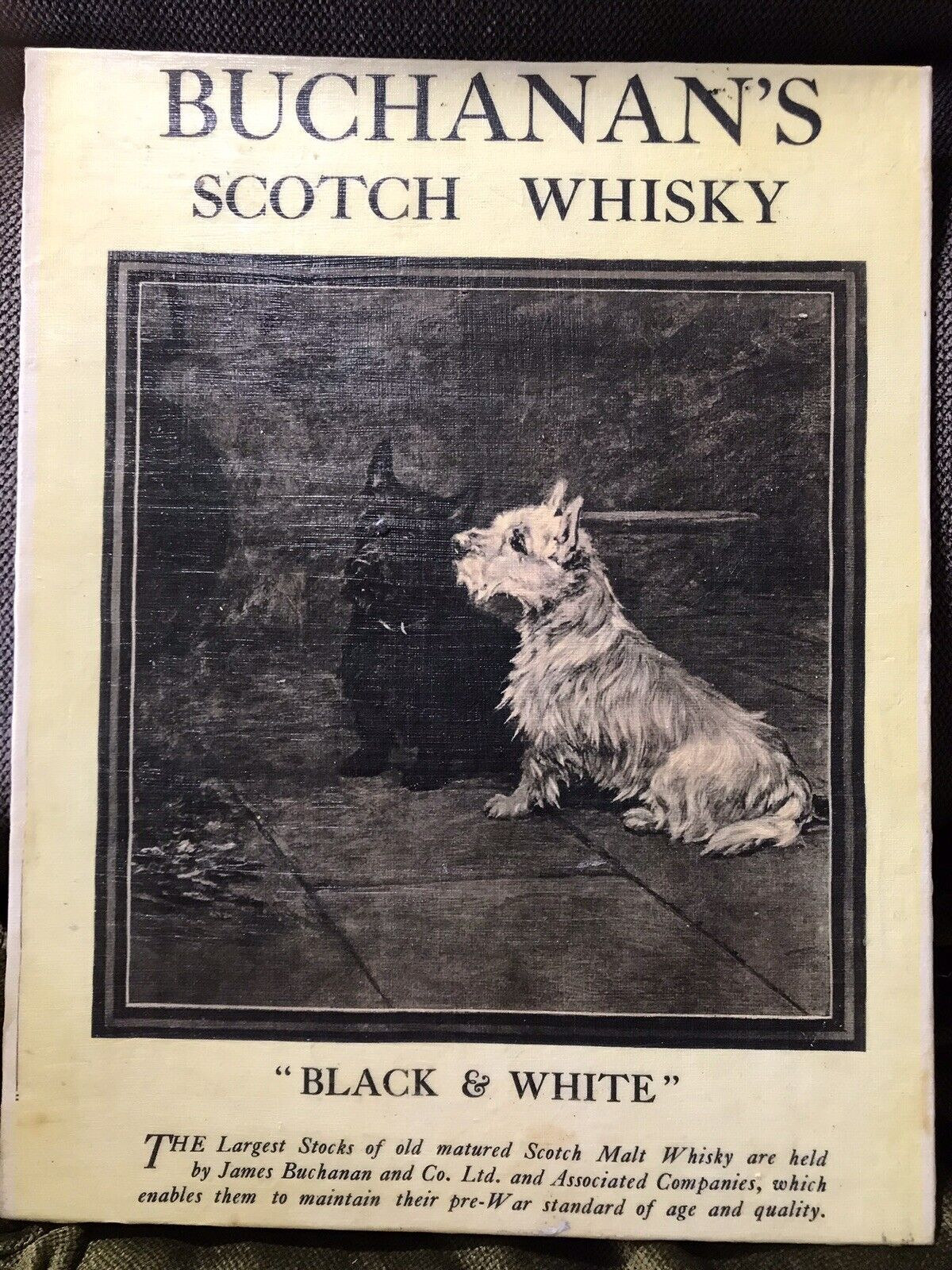 Westie _Scotty Very Early Black And White Ad Preserved