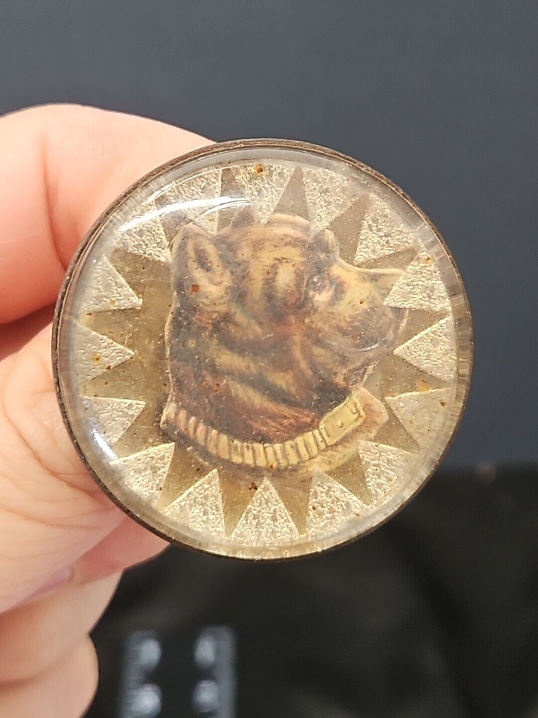 Antique Vtg Glass Domed Painted Brown Dog Old West Bridle Rosette Pin Brooch