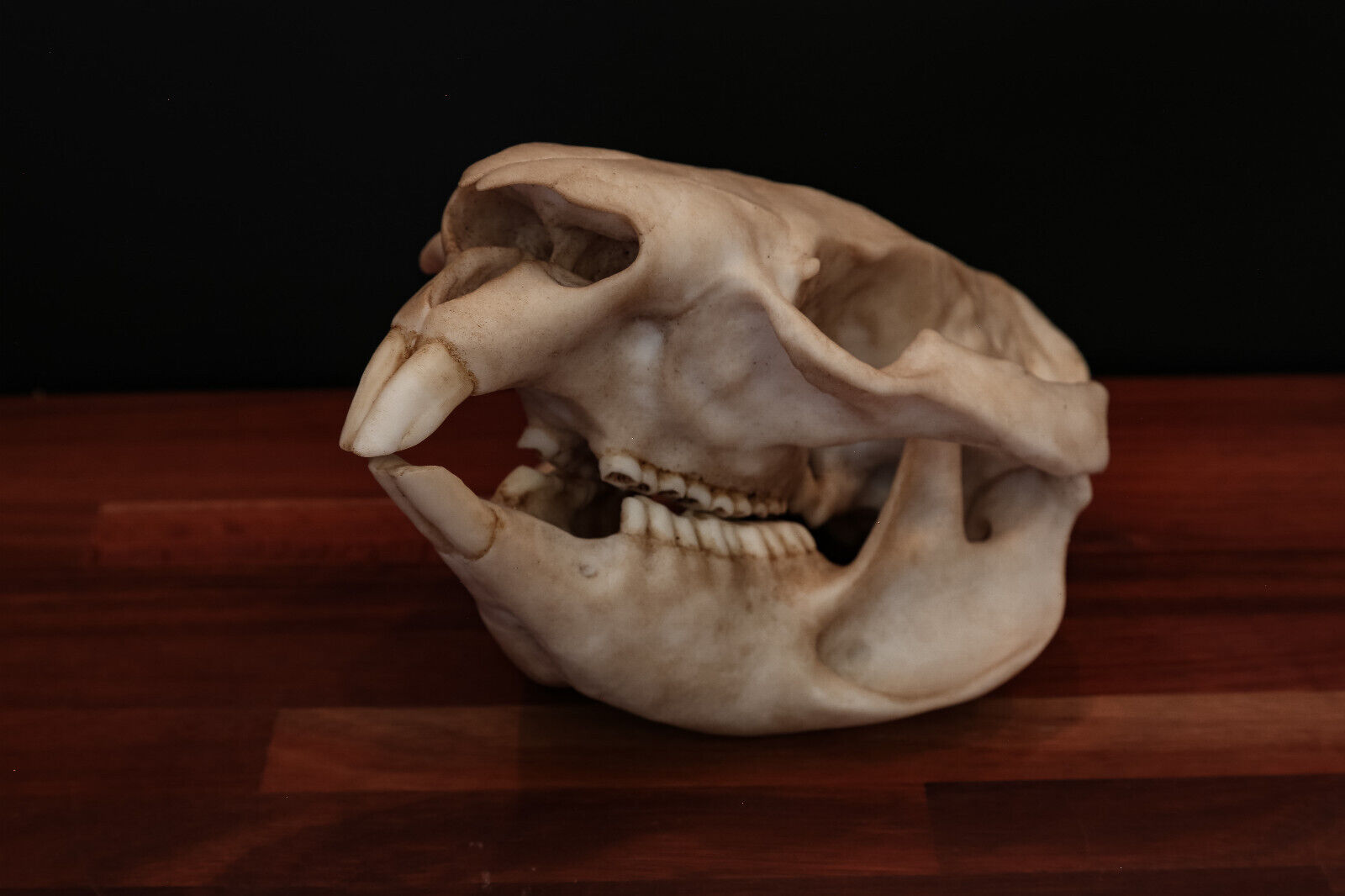 Wombat Skull - Life Sized Replica - High Quality Piece - FREE delivery world wid