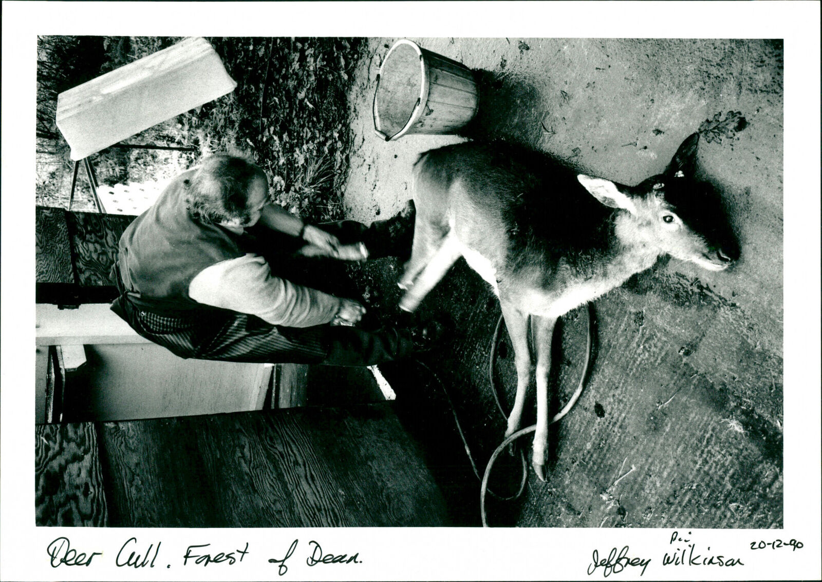 Deer Cull - Vintage Photograph 2745990