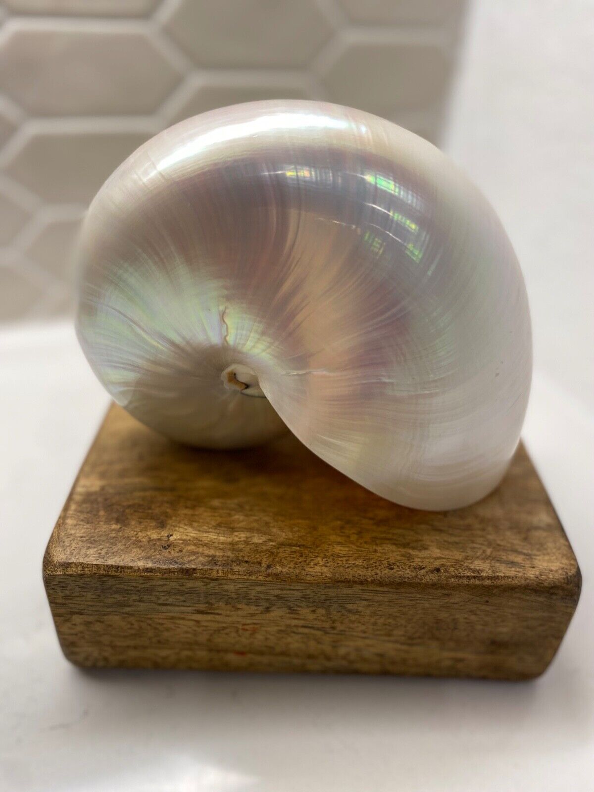 Large Natural Pearl White Nautilus Sea Shell approx. 6\