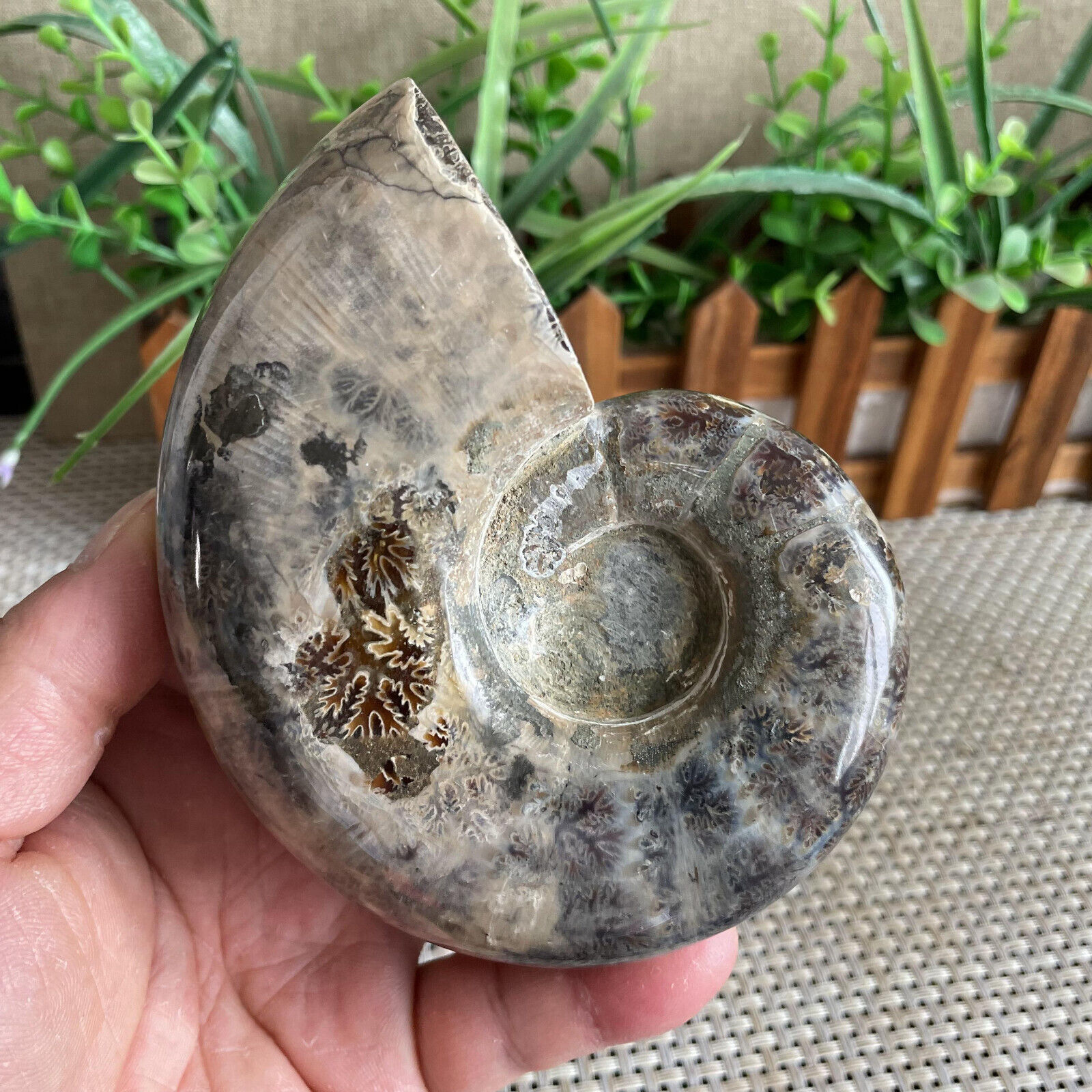665g Rare Natural conch Ammonite fossil specimens of Madagascar B1050